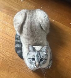 Lost Male Cat last seen Ricardo’s nursery, Long Beach, CA 90805
