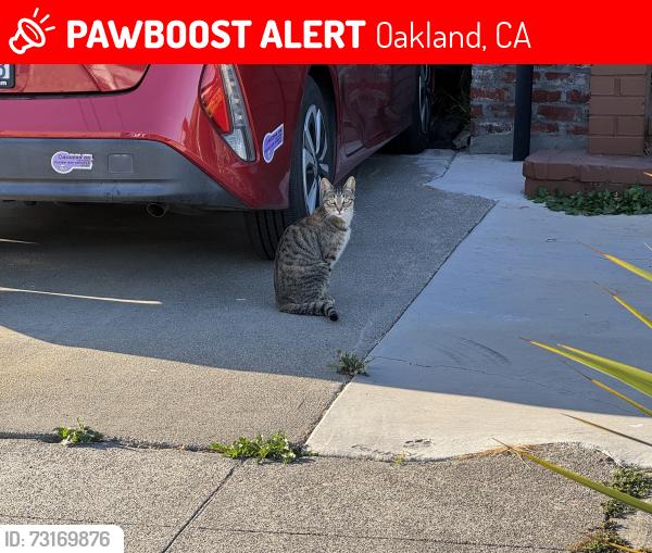 Lost Female Cat last seen 61st Street and Idaho Oakland CA 94608, Oakland, CA 94608