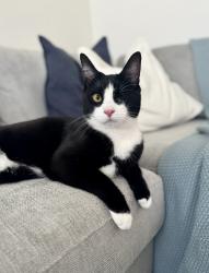 Reunited Male Cat last seen Hayley Road, West Sussex, England 