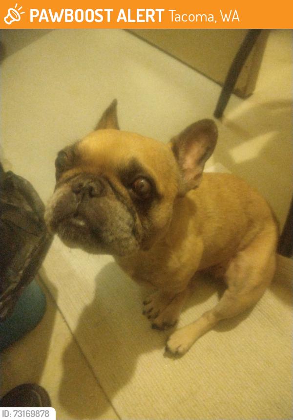 Found/Stray Female Dog last seen Mission 402 S Tacoma Way, Tacoma, WA 98402