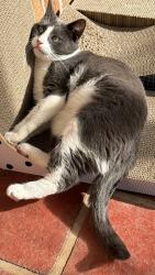 Reunited Female Cat last seen Corner Bordeaux Crescent and Bellemarie Drive Castle Hill, Castle Hill, NSW 2154
