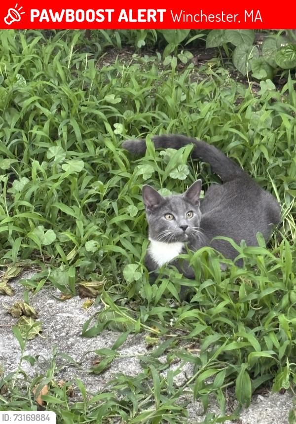 Lost Male Cat last seen Winchester Virginia, Winchester, MA 01890