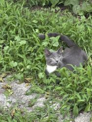 Lost Male Cat last seen Winchester Virginia, Winchester, MA 01890