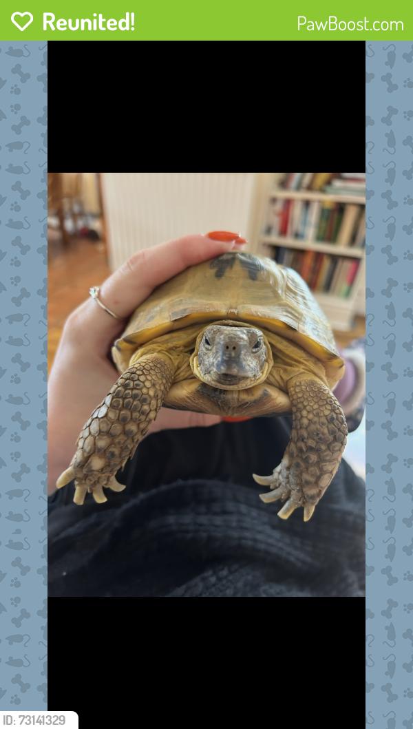 Reunited Female Reptile last seen Victoria Road and Park Road, Fulwood, England PR2 8NQ
