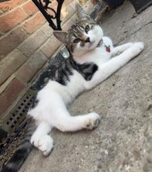 Lost Female Cat last seen Home address, Trampers Lane, North Boarhunt, North Boarhunt, England 