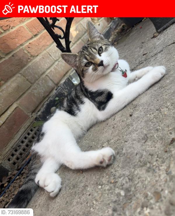 Lost Female Cat last seen Home address, Trampers Lane, North Boarhunt, North Boarhunt, England 