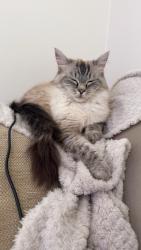 Reunited Female Cat last seen Browning street, Greater Manchester, England OL1 4NF