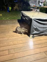 Reunited Unknown Cat last seen Victoria road, irvine crescent, ryde 2112, Ryde, NSW 2112