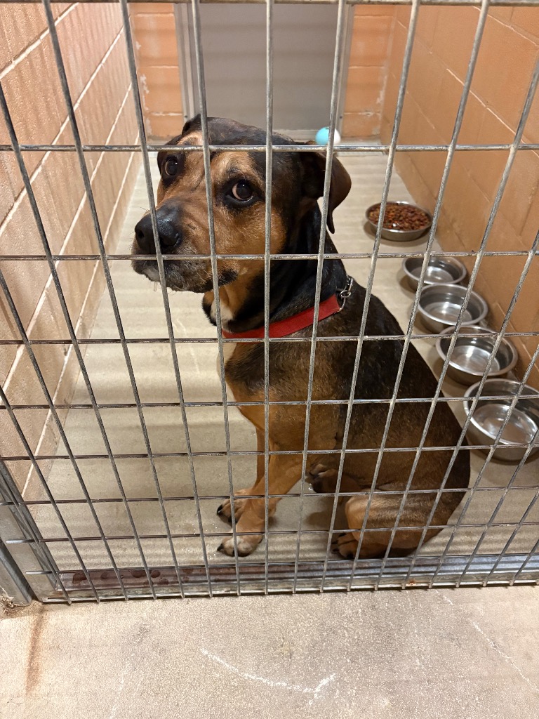 Shelter Stray Unknown Dog last seen Bexar County, 3353 Morningside Dr, New Braunfels, TX 78132, USA