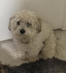 Lost Male Dog last seen Near w north lane, Peoria, AZ 85345