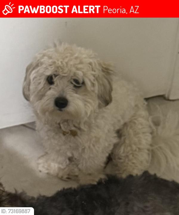 Lost Male Dog last seen Near w north lane, Peoria, AZ 85345