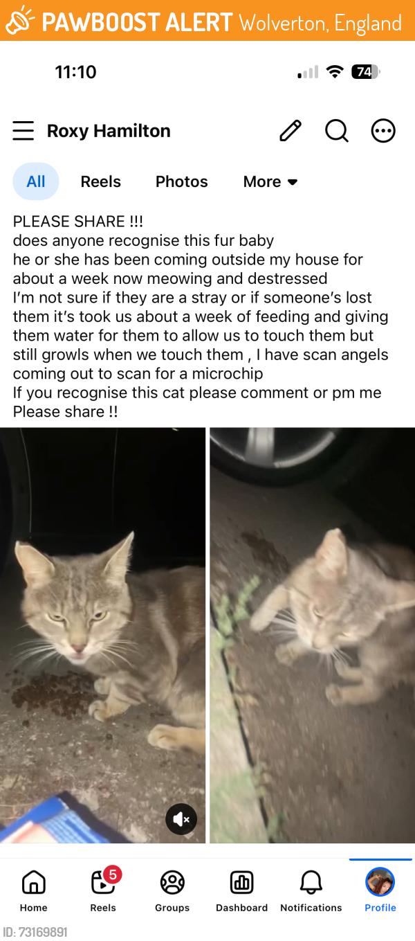 Found/Stray Unknown Cat last seen Franklins Croft, Wolverton, England 