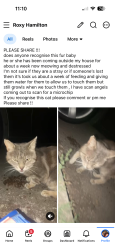 Found/Stray Unknown Cat last seen Franklins Croft, Wolverton, England 