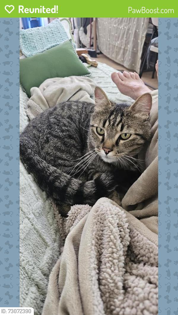 Reunited Unknown Cat last seen Willis, Canyon County, ID 83607