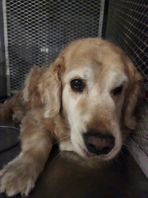 Shelter Stray Female Dog last seen Near 46 HWY, LOST HILLS CA 93249, 3951 Fruitvale Ave, Bakersfield, CA 93308, USA