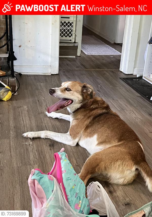 Lost Male Dog last seen Oak summit rd, Winston-Salem, NC 27105