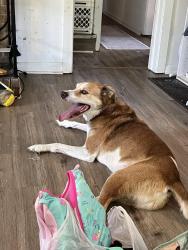 Lost Male Dog last seen Oak summit rd, Winston-Salem, NC 27105