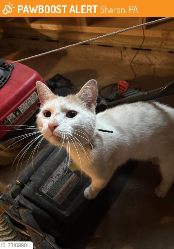 Found/Stray Unknown Cat last seen Smith ave sharon, Sharon, PA 16146
