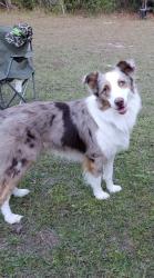 Lost Male Dog last seen Davis and Regina blvd, Beverly Hills, FL 34465