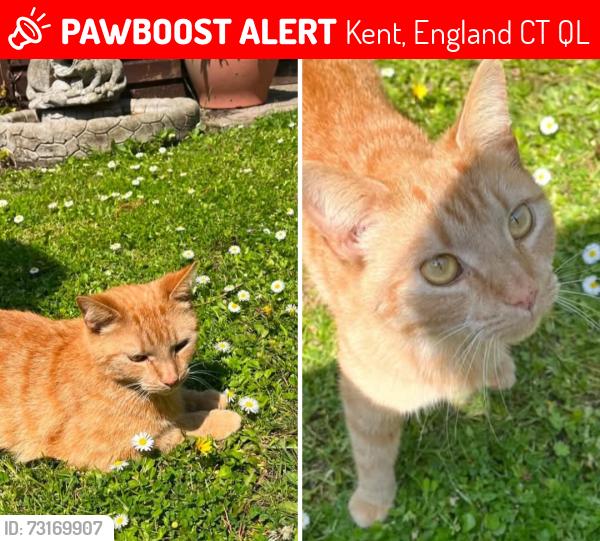 Lost Male Cat last seen Cheriton, Kent, England CT19 4QL
