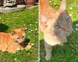 Lost Male Cat last seen Cheriton, Kent, England CT19 4QL