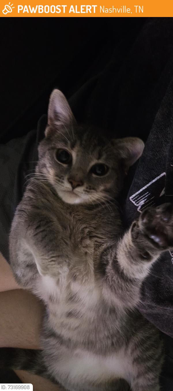 Found/Stray Female Cat last seen Charlotte Pike, Nashville, TN 37209