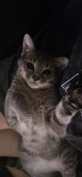 Found/Stray Female Cat last seen Charlotte Pike, Nashville, TN 37209