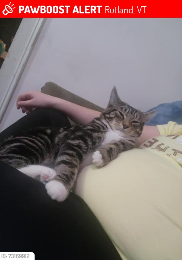 Lost Male Cat last seen Ramuntos, Rutland, VT 05701