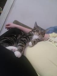 Lost Male Cat last seen Ramuntos, Rutland, VT 05701