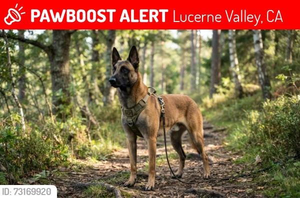 Lost Male Dog last seen Rosewood, Lucerne Valley, CA 92356