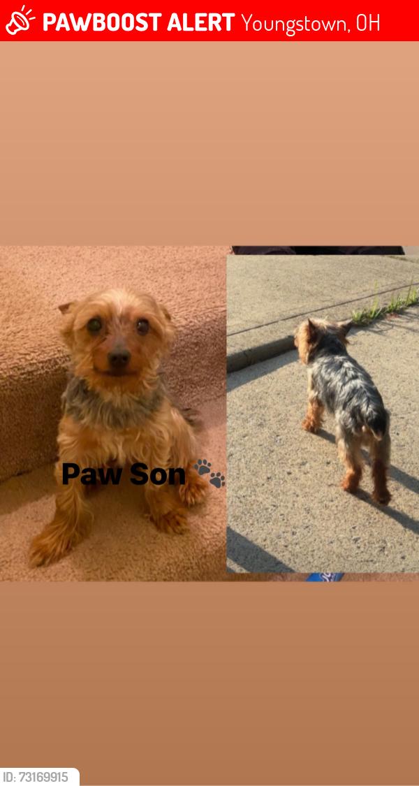 Lost Male Dog last seen Carrol st., Youngstown, OH 44507