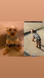 Lost Male Dog last seen Carrol st., Youngstown, OH 44507