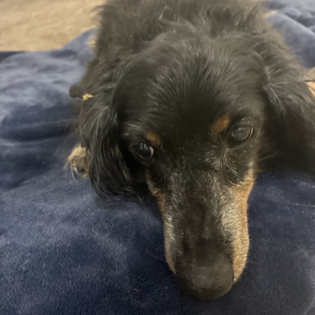 Shelter Stray Female Dog last seen , 361 S Raymond Ave, Pasadena, CA 91105, USA