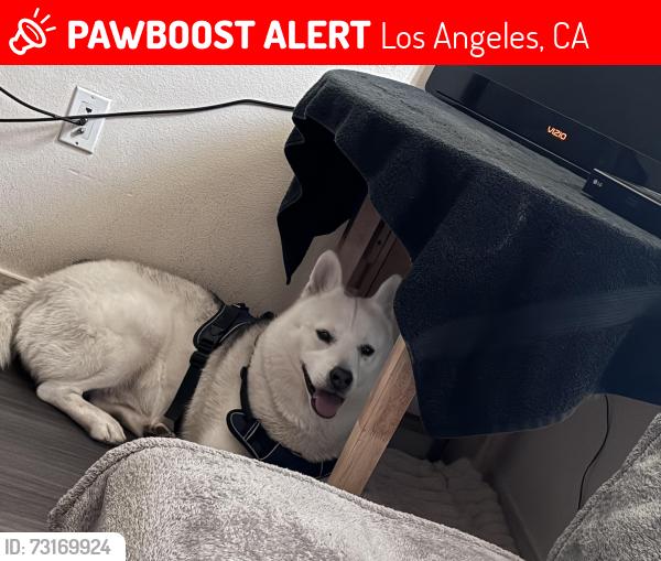 Lost Male Dog last seen Central and 21st, Los Angeles, CA 90011