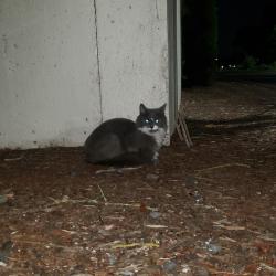 Found/Stray Unknown Cat last seen Wino kent, Kent, WA 98031