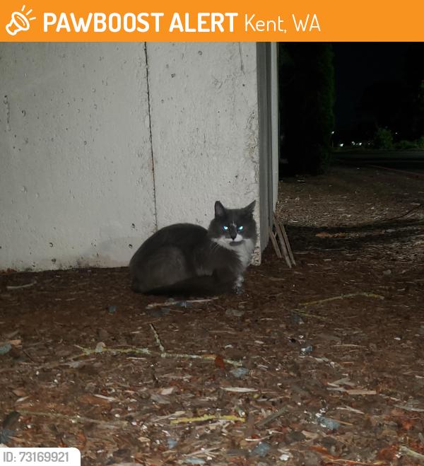Found/Stray Unknown Cat last seen Wino kent, Kent, WA 98031