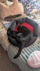 Reunited Female Cat last seen Near Longfellow dr and West run road, Munhall, PA 15120