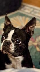 Reunited Female Dog last seen Vardon Lane and Dixie Highway, Flossmoor, IL 60422