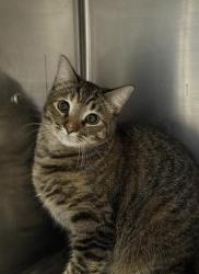 Lost Female Cat last seen 20th Ave SE and 14th ST, St. Petersburg, FL 33705
