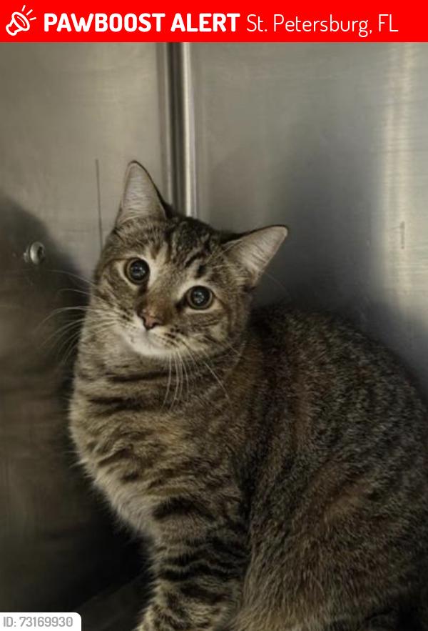 Lost Female Cat last seen 20th Ave SE and 14th ST, St. Petersburg, FL 33705