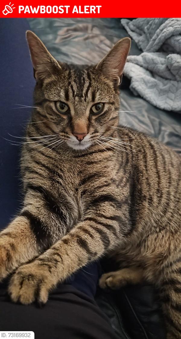 Lost Male Cat last seen Beresford road, Greater London, England 