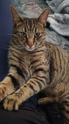 Lost Male Cat last seen Beresford road, Greater London, England 