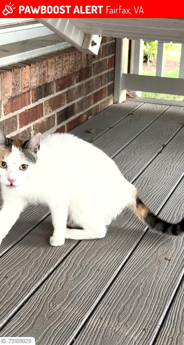 Lost Female Cat last seen Green briar, Fairfax, VA 22033