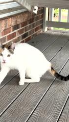 Lost Female Cat last seen Green briar, Fairfax, VA 22033