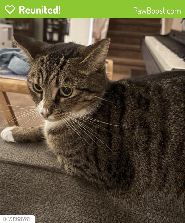 Reunited Female Cat last seen Appian Way, Charleston, SC 29420