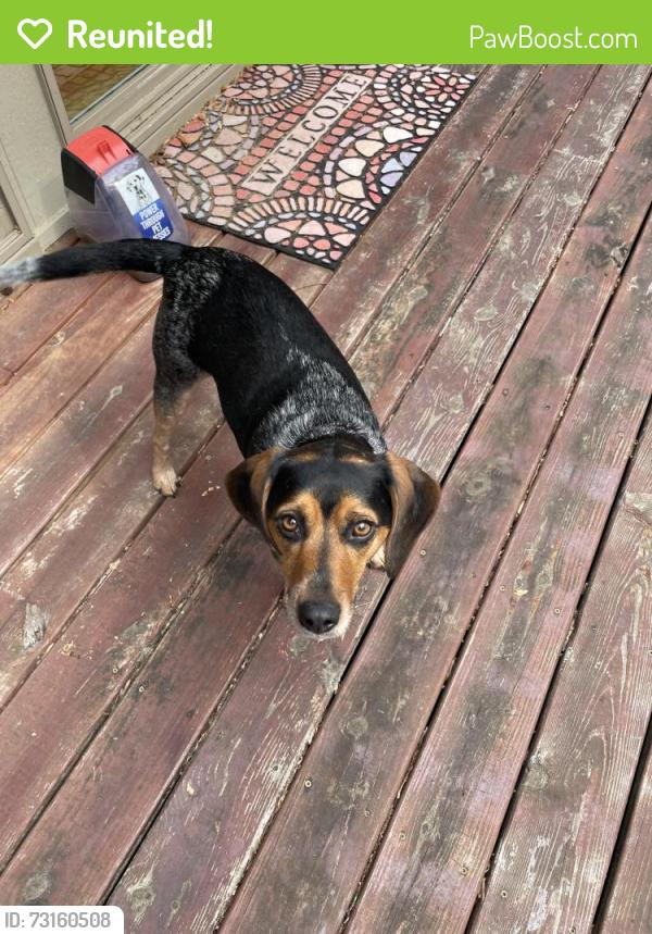 Reunited Female Dog last seen Near Huguenot Trail, Powhatan VA, Powhatan, VA 23139