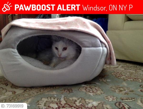 Lost Male Cat last seen Alexis Road between Malloy and Alice, Windsor, ON N8Y 4P6