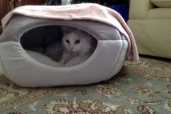 Lost Male Cat last seen Alexis Road between Malloy and Alice, Windsor, ON N8Y 4P6