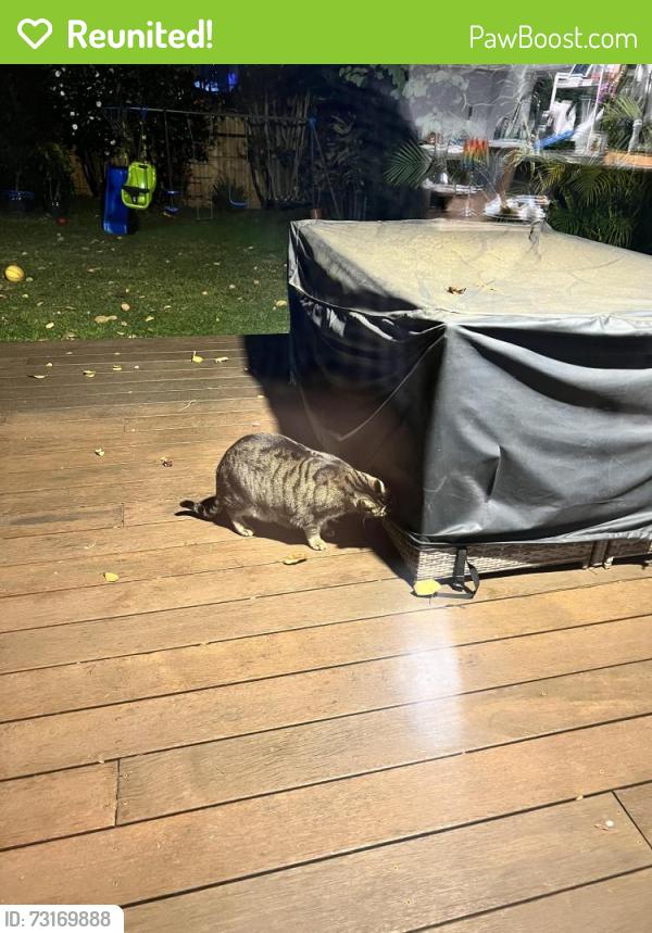 Reunited Unknown Cat last seen Victoria road, irvine crescent, ryde 2112, Ryde, NSW 2112