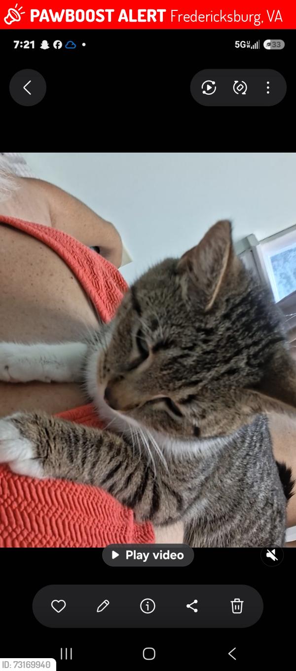 Lost Male Cat last seen Not familiar with neighborhood ran straight back from behind hse to hse behind, Fredericksburg, VA 22408
